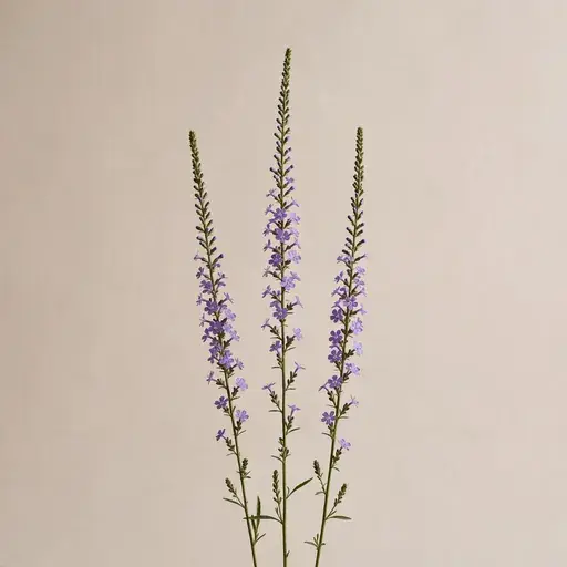 Vervain