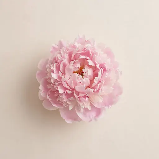 Peony