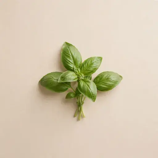 Basil