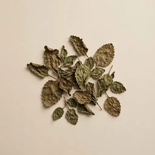 Indonesian Patchouli Leaf