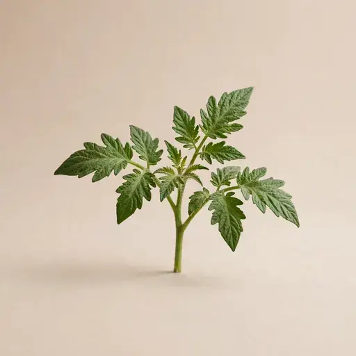 Tomato Leaf