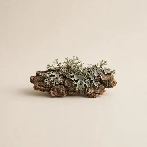 Oakmoss