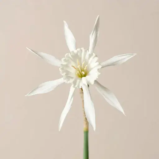 Sea Daffodil