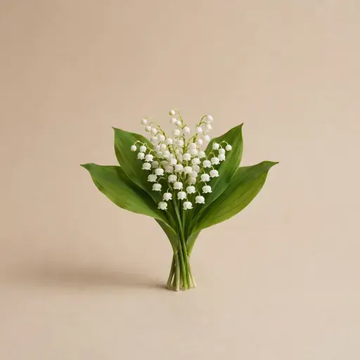 Lily of the Valley