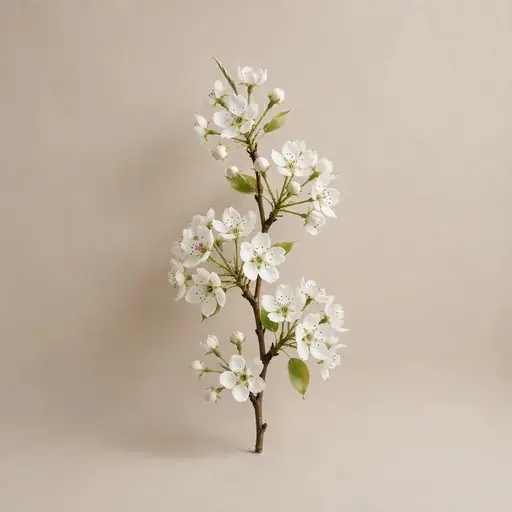 Pear Blossom