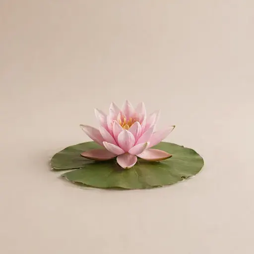 Water Lily
