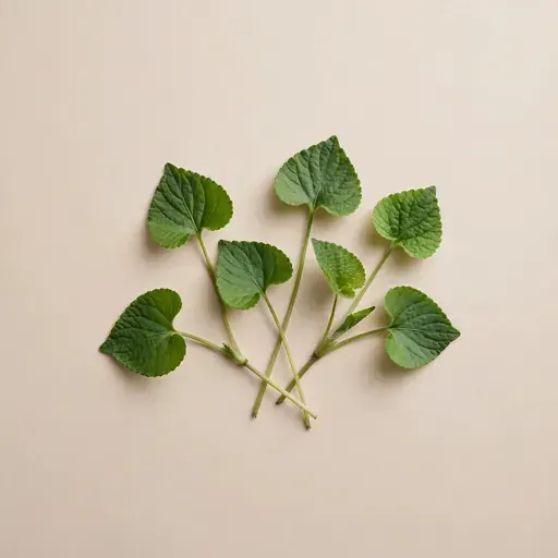 Violet Leaf