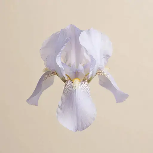 Iris Pallida