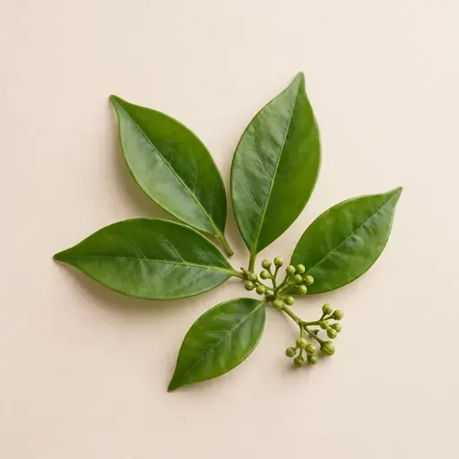 Clove Leaf