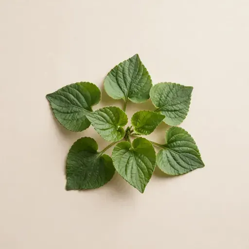 Violet Leaves