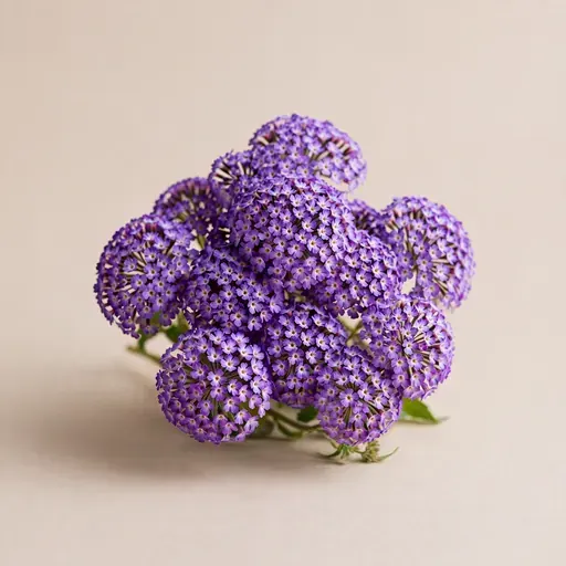 Heliotrope