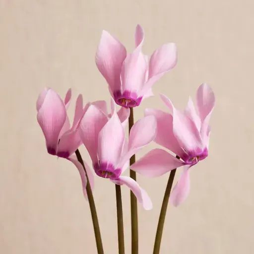 Cyclamen