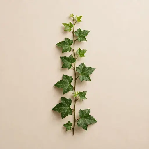 Ivy