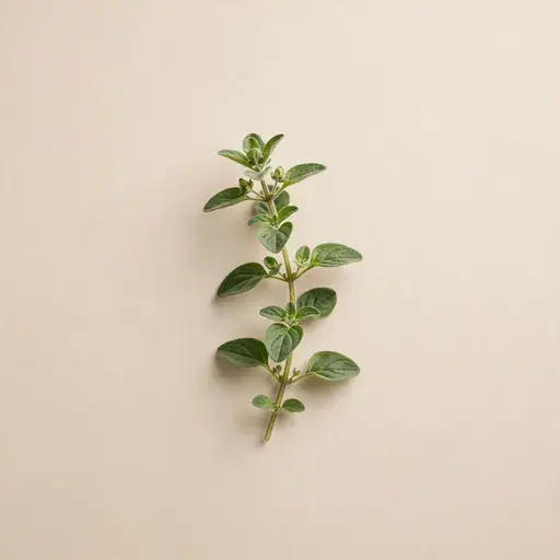 Oregano