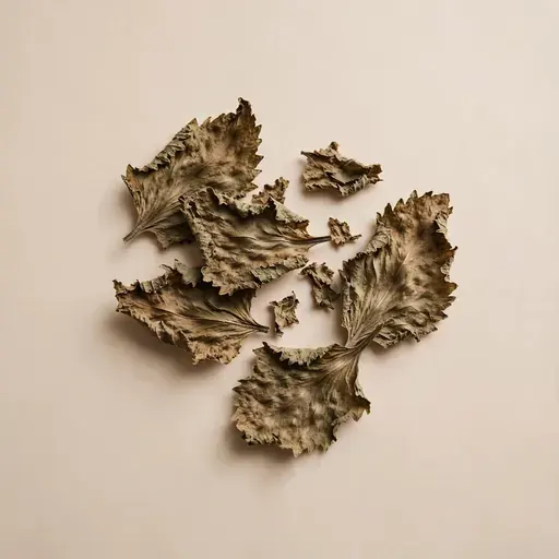 Patchouli Leaf