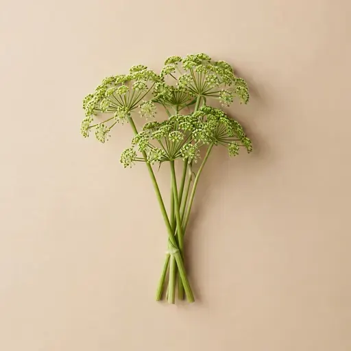 Angelica