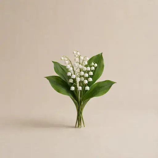 Lily-of-the-Valley