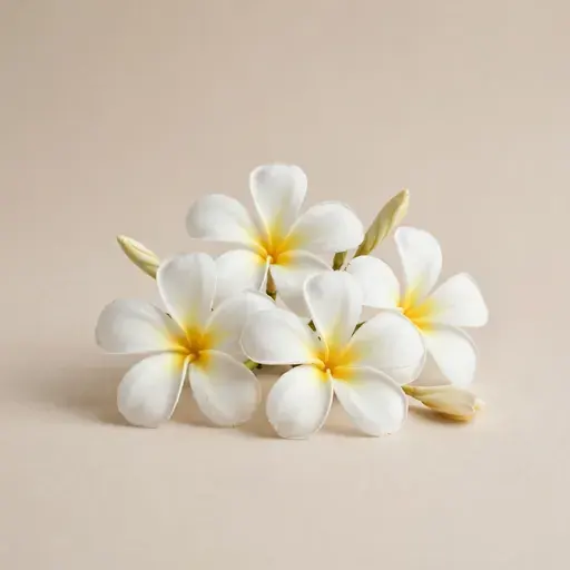 Frangipani