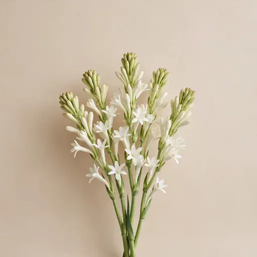 Tuberose