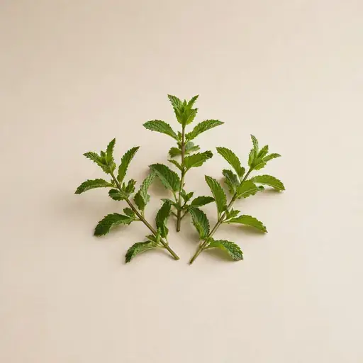 Spearmint