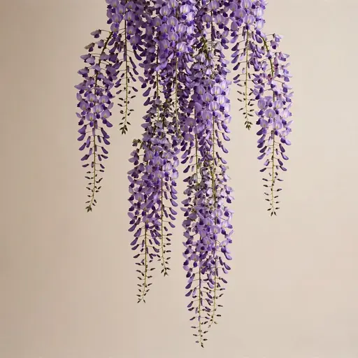 Wisteria