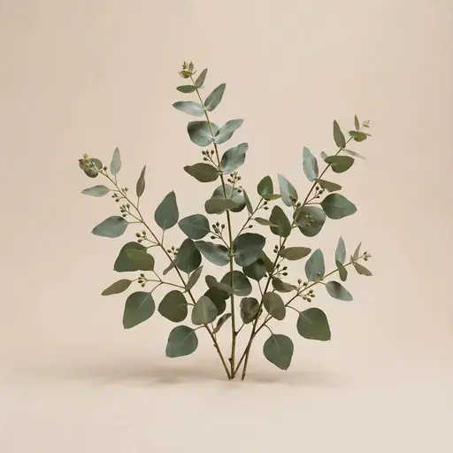 Eucalyptus