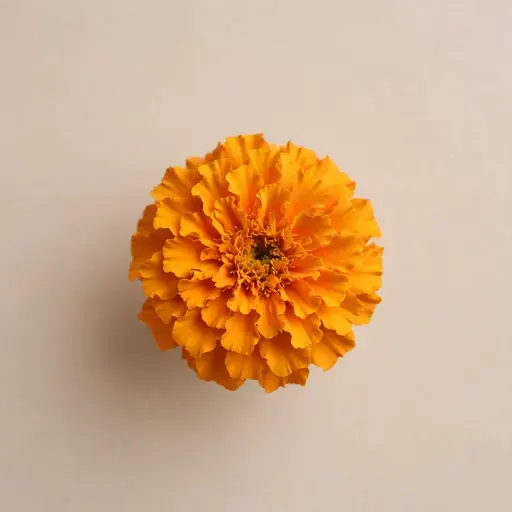 African Marigold