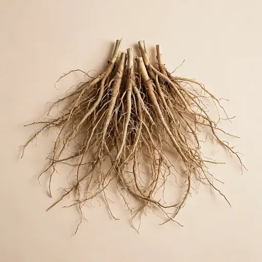 Haitian Vetiver