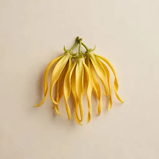 Ylang Ylang