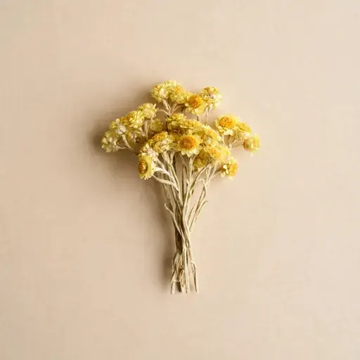 Immortelle