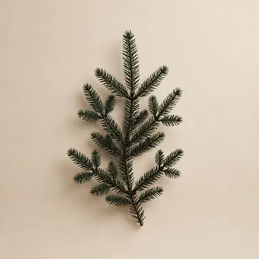 Spruce