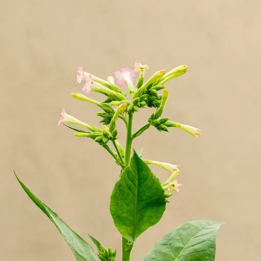 Tobacco Blossom