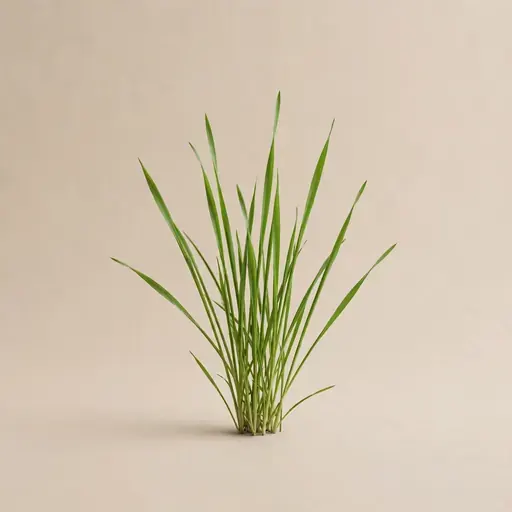 Grass