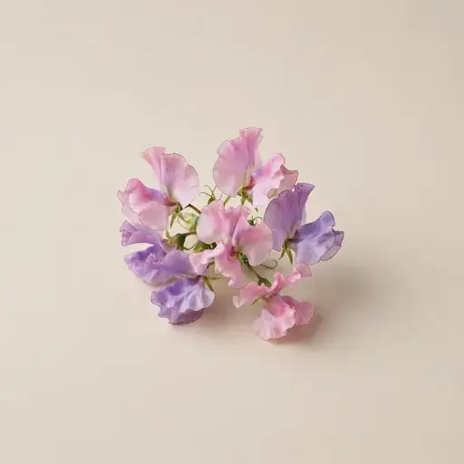Sweet Pea