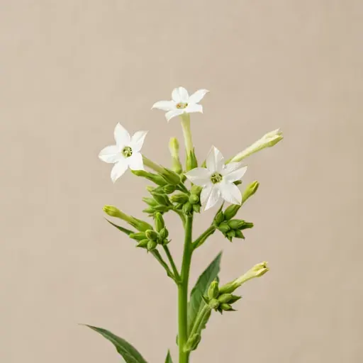 White Tobacco