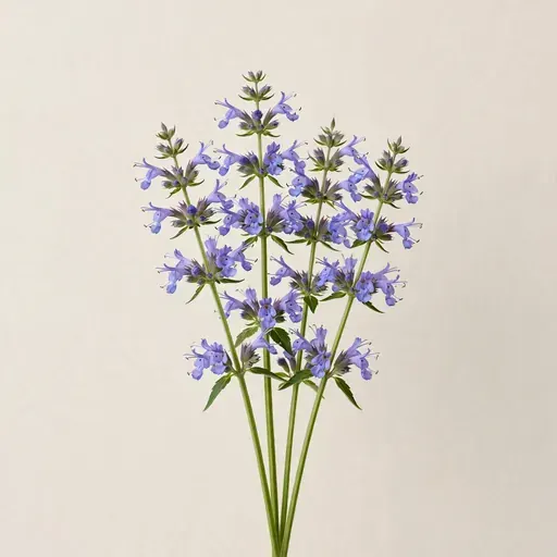 Hyssop