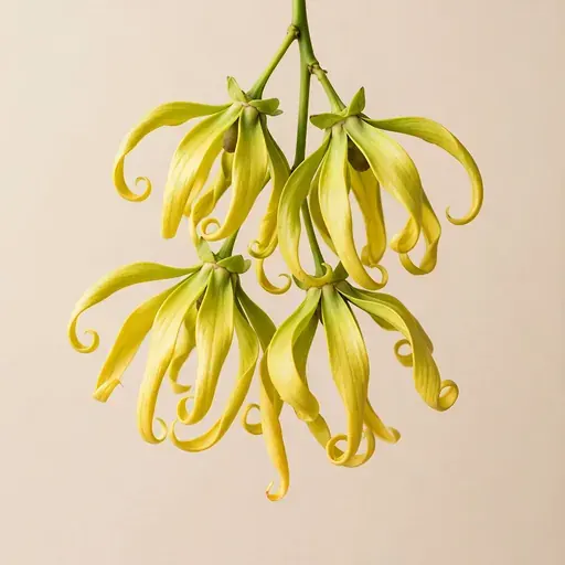 Ylang-Ylang