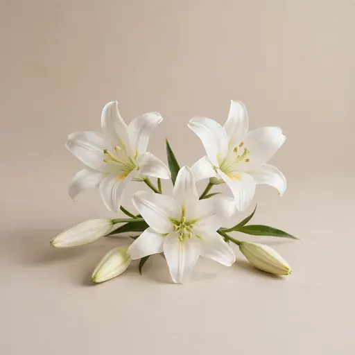 Lily